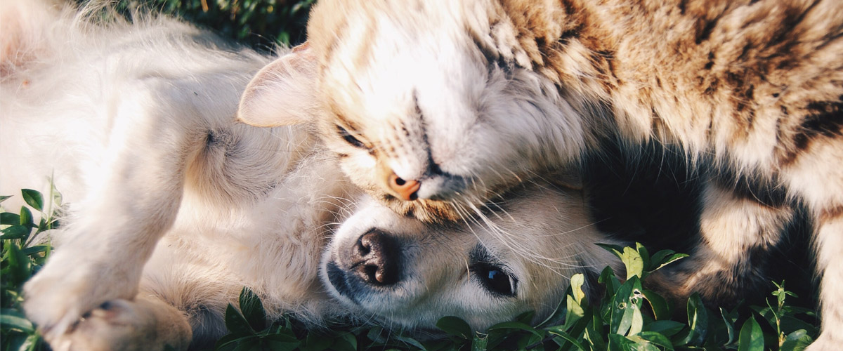 The Benefits of Using CBD Oil for Pets