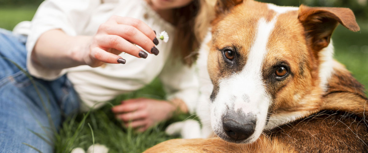 Pet CBD Market Doubling in 2026